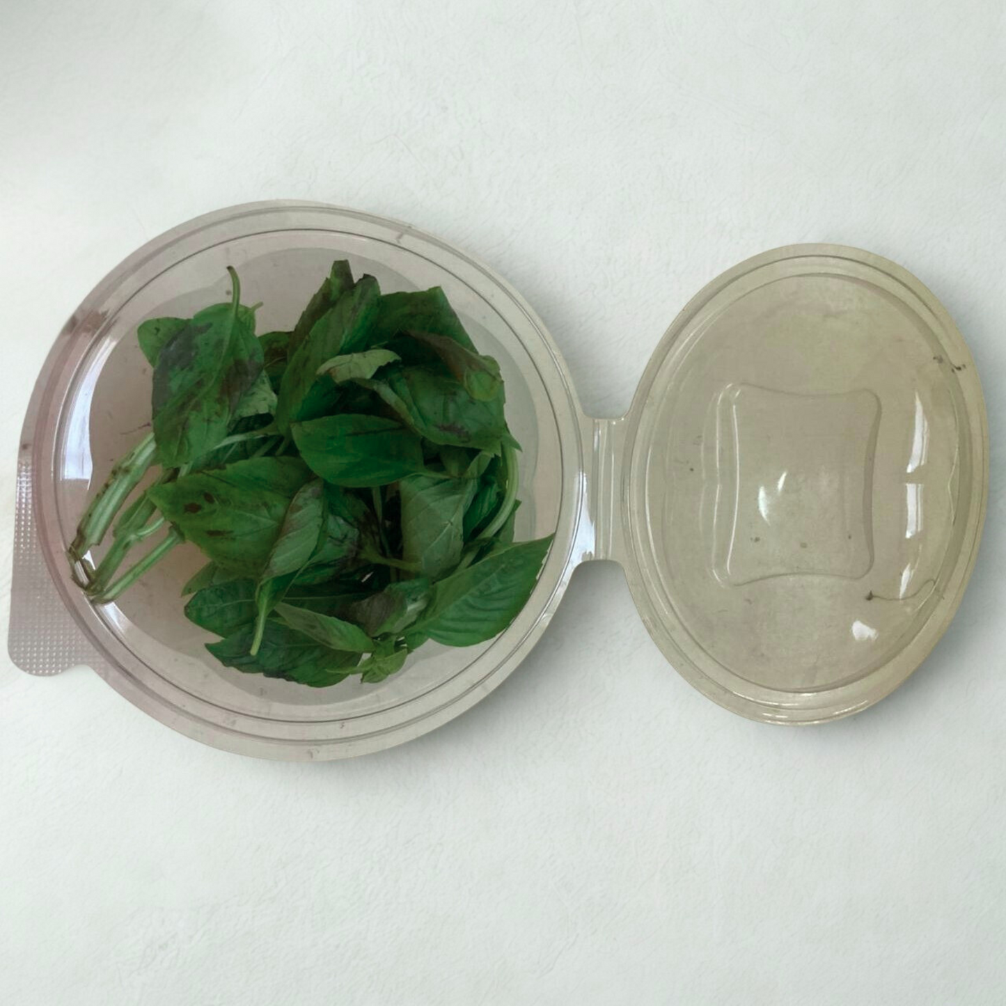 Basilic frais – ريحان طازج – Fresh Basil