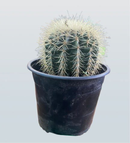 Cactus (Coussin de belle-mère)