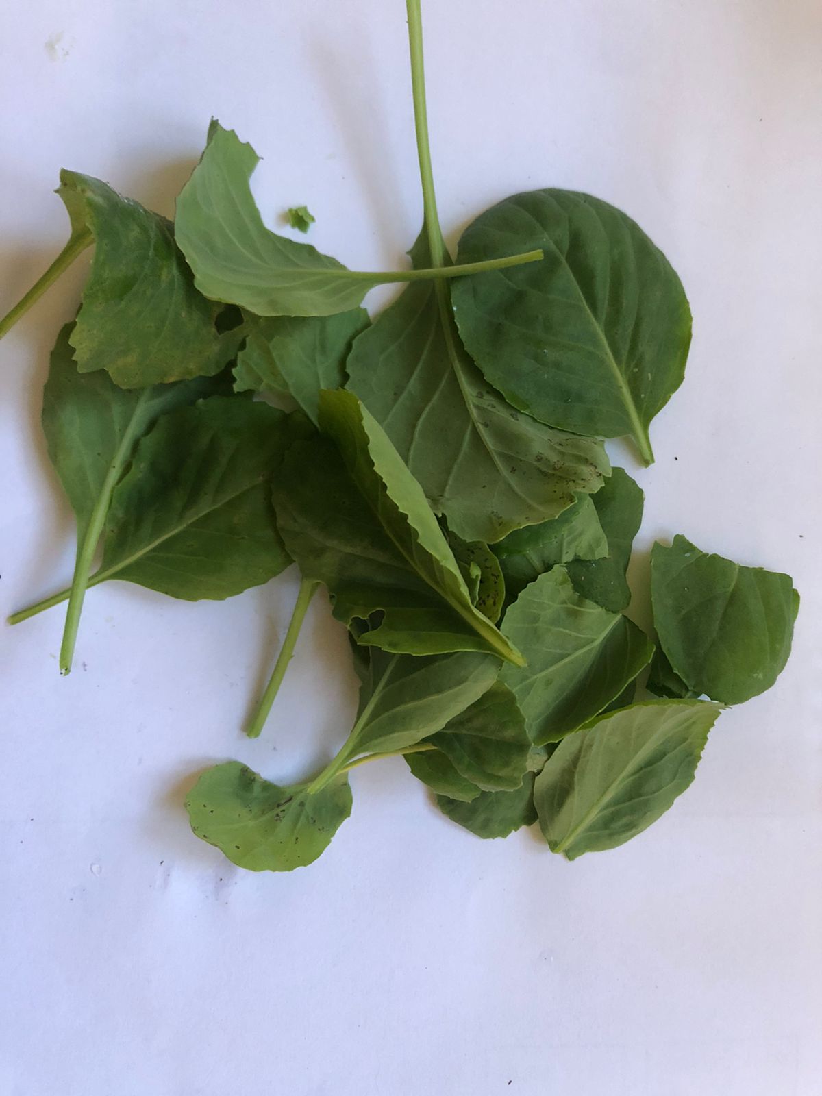 Feuilles de brocoli