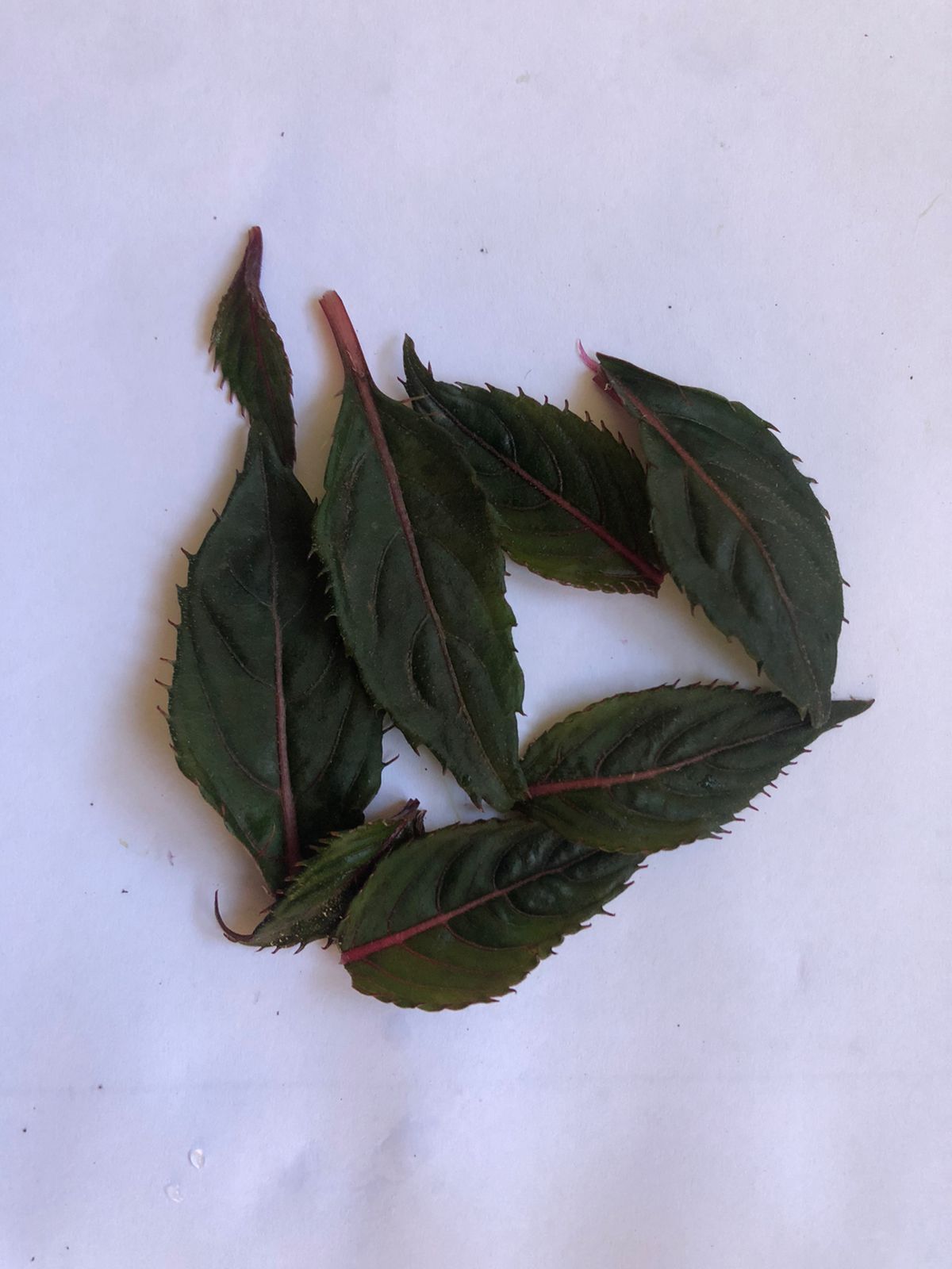 Pérille - الشيسو - Shiso