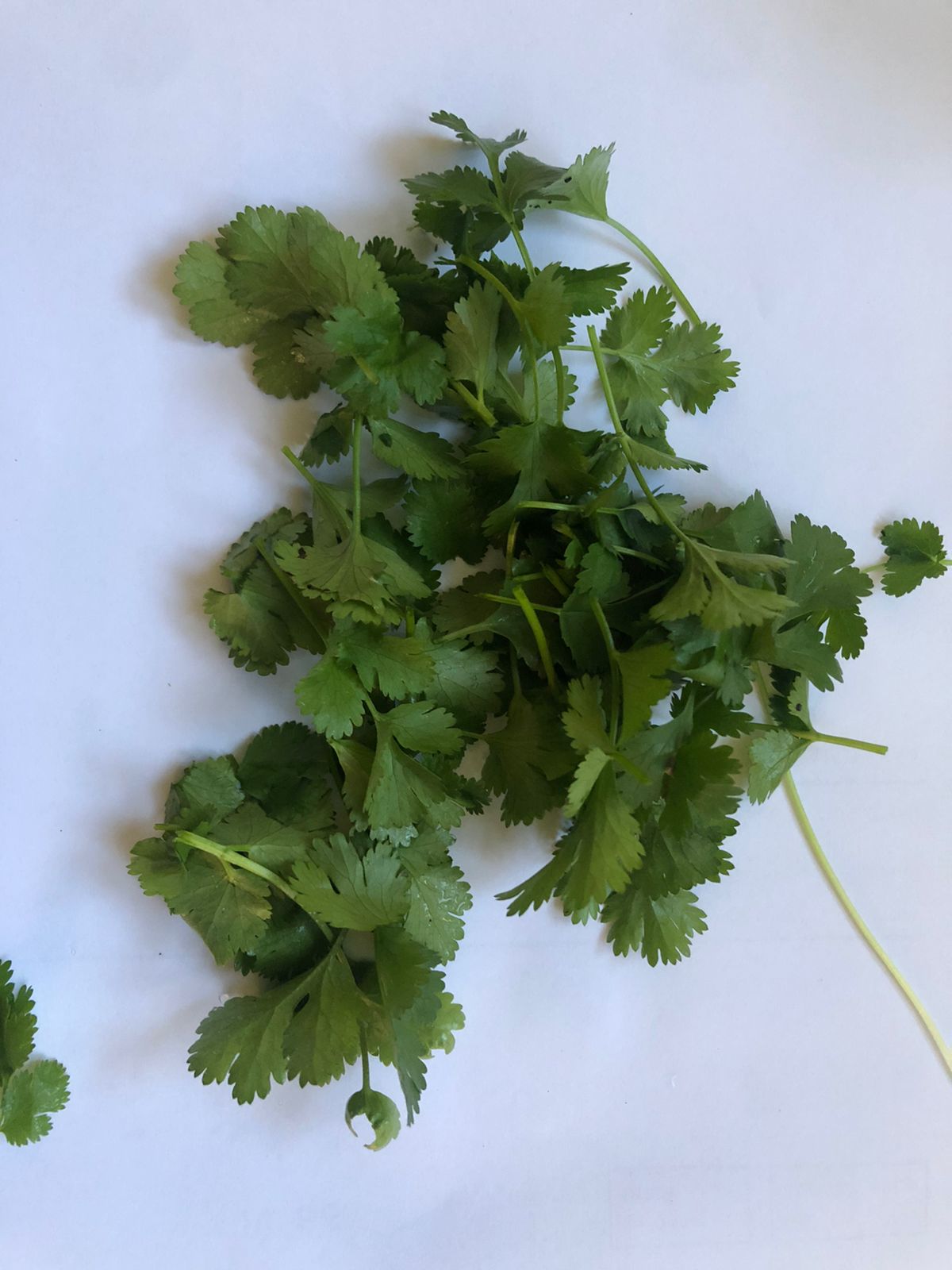 Feuilles de coriandre
