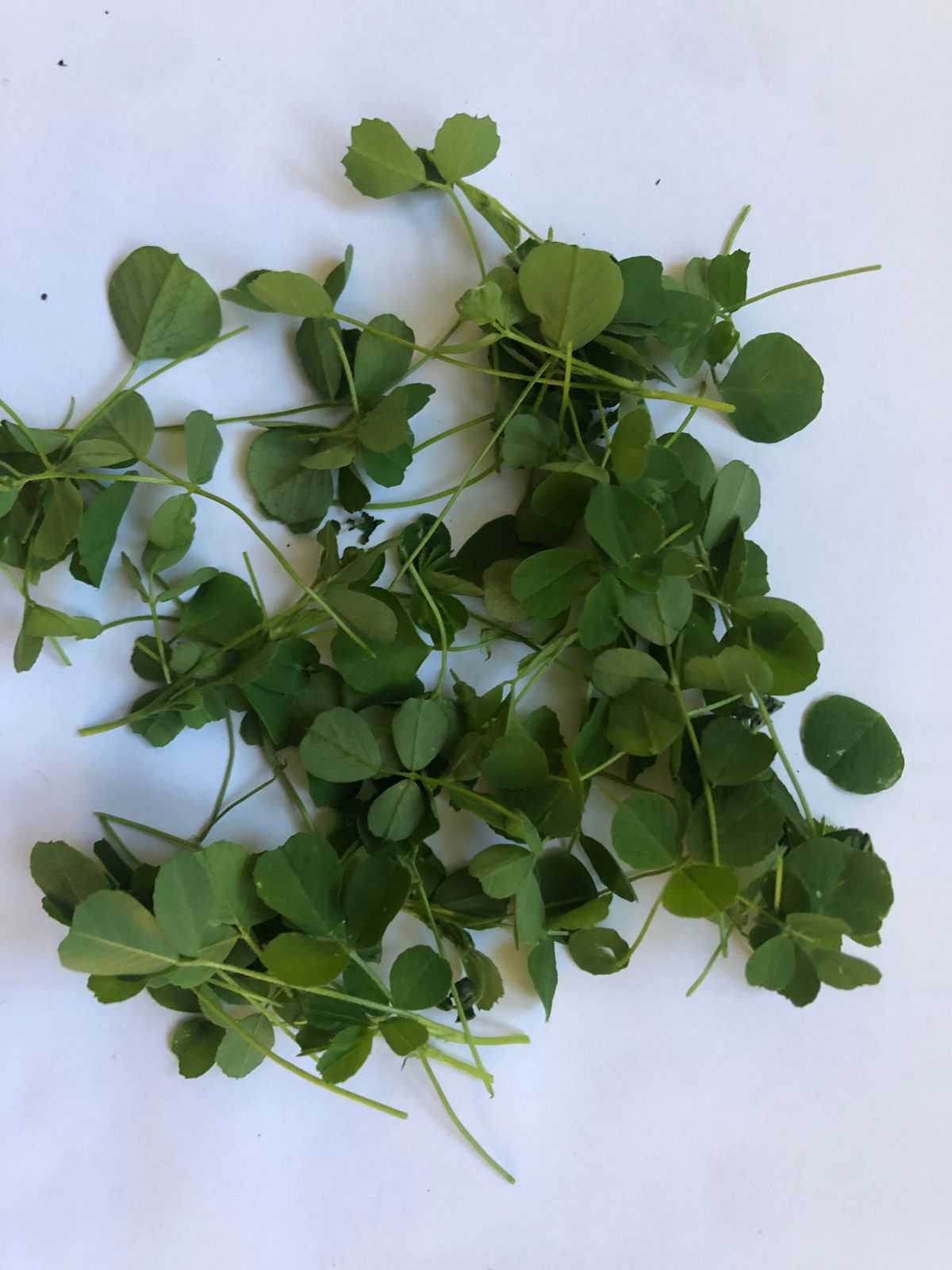 Feuilles d'alfalfa