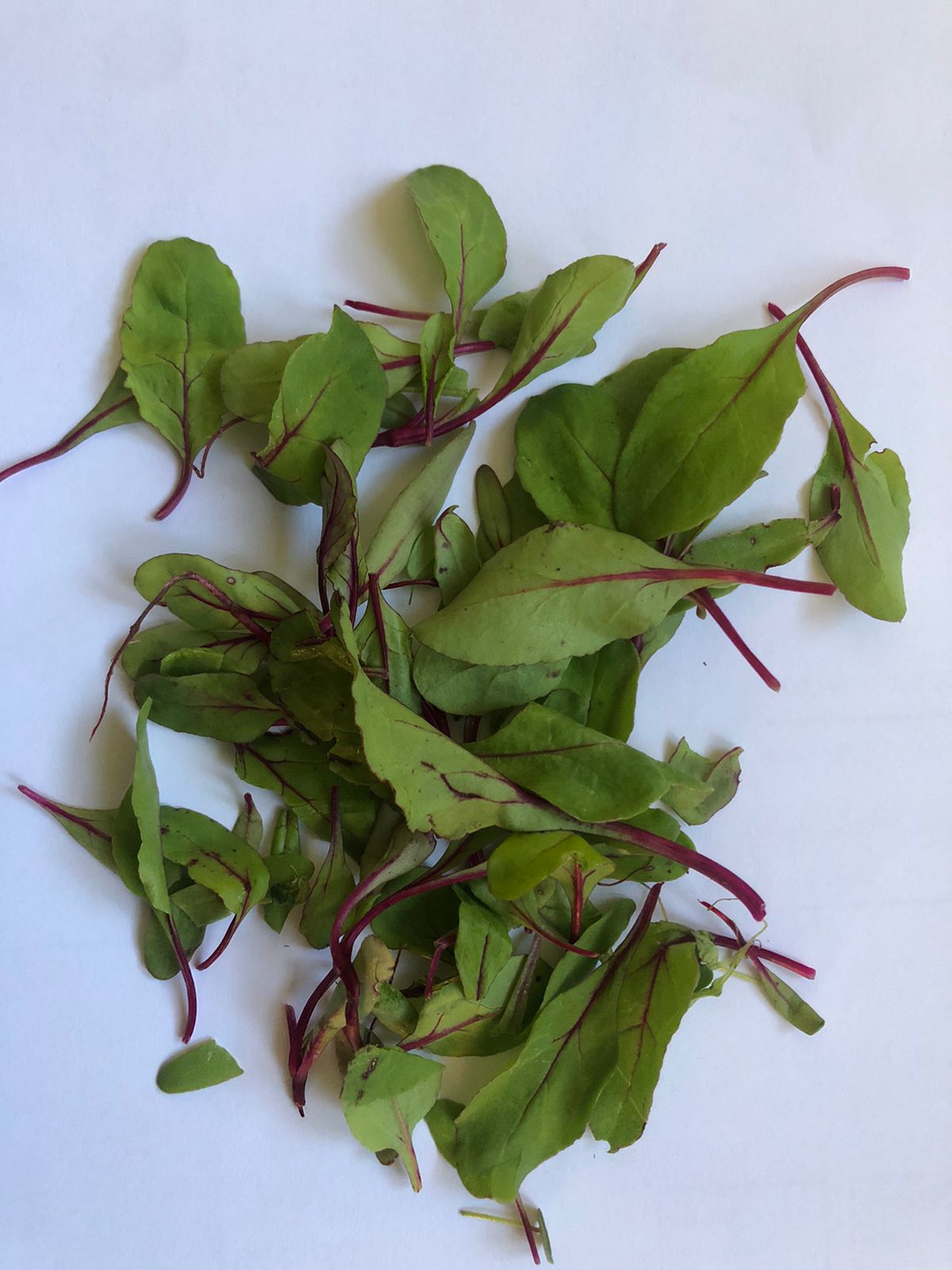 Feuilles de betterave
