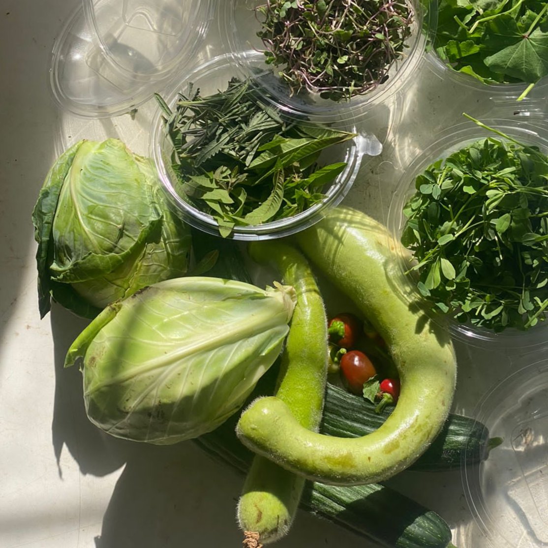 Le Jardin en Panier – Légumes Bio et Micropousses Fraîches | BELEAF Maroc