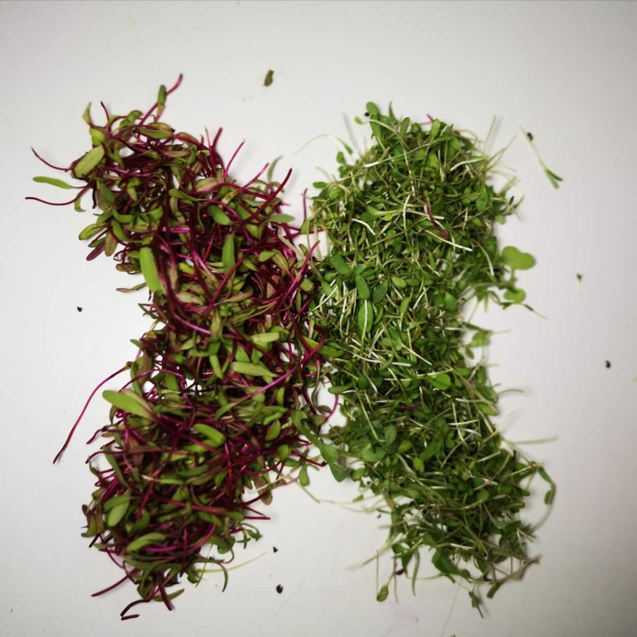 Mélanges Santé & Vitalité - BELEAF Maroc
