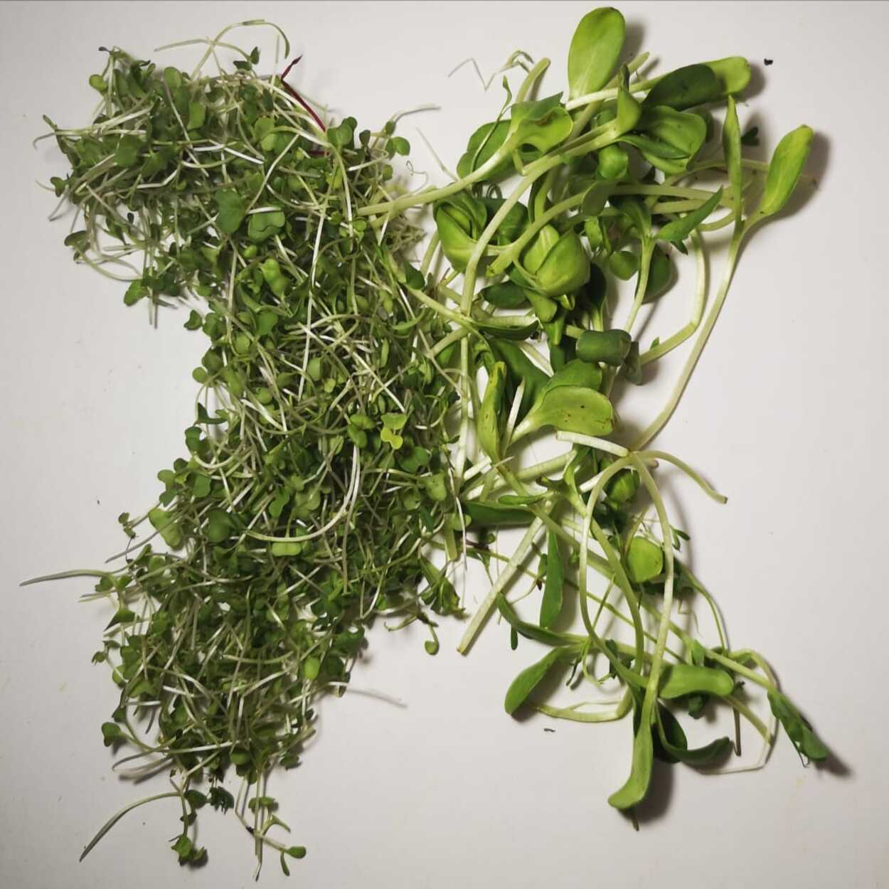 Mélange gastronomique des microgreens - BELEAF Maroc