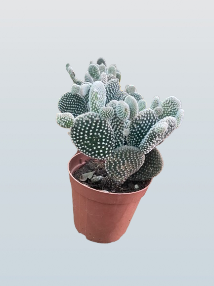 Bunny Ear Cactus