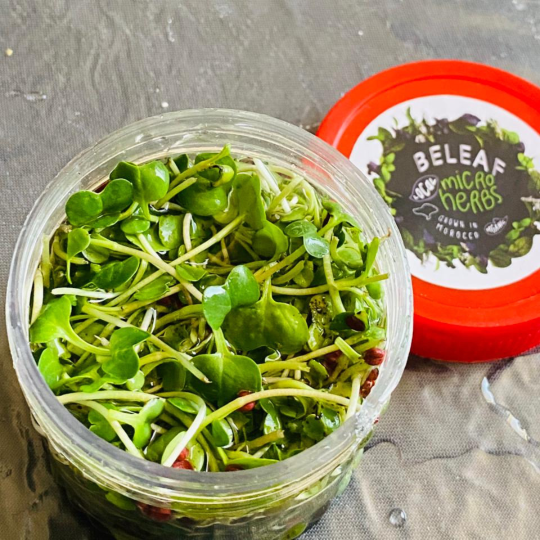 Micropousses de Radis Fermentées | Probiotiques Naturels – BELEAF