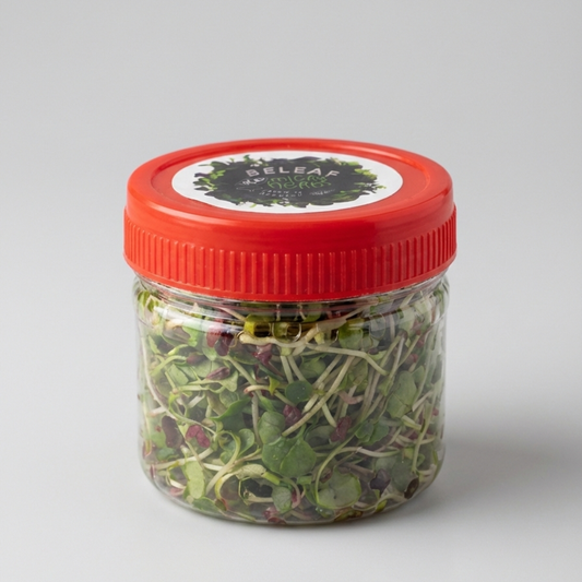 Micropousses de Radis Fermentées | Probiotiques Naturels – BELEAF